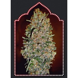 Semillas Automatik Collection 1 de 00 Seeds