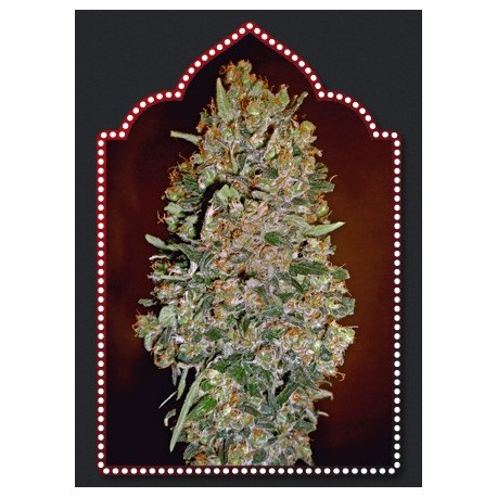 Semillas Automatik Collection 1 de 00 Seeds