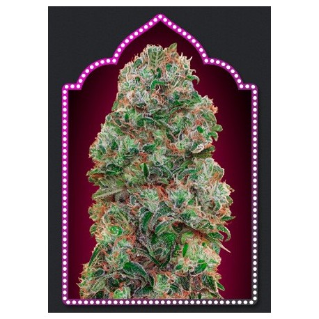 Semillas Buble Gum de 00 Seeds