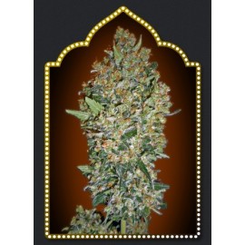 Semillas Cheese Berry de 00 Seeds