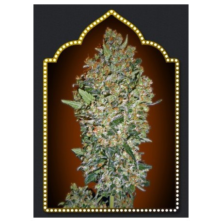 Semillas Cheese Berry de 00 Seeds