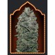 Semillas Sweet Soma d 00 Seeds