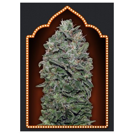 Semillas Sweet Soma d 00 Seeds