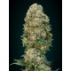 Semilas Afgan Skunk de Advanced Seeds