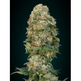 Semilas Afgan Skunk de Advanced Seeds