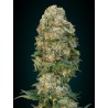 Afgan Skunk