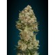 Semillas de marihuana Critical de Advanced Seeds