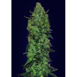 SemillasAuto Skunk Mass
