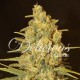 Semillas Critical Sensi Star