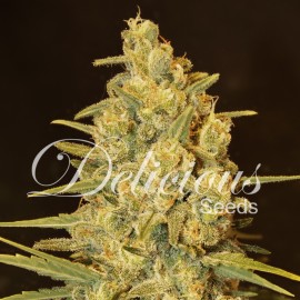 Critical Sensi Star (3 semillas)