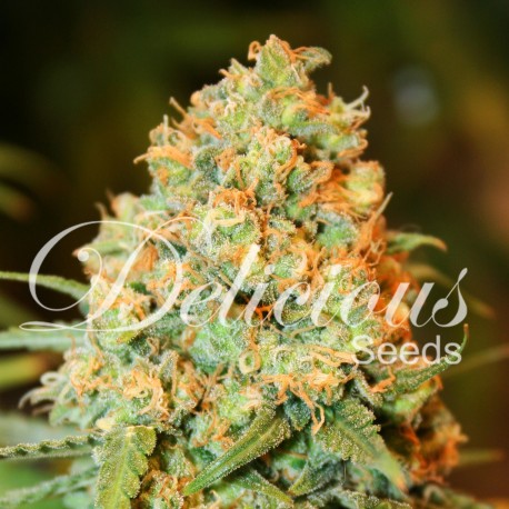 Semillas Critical Super Silver Haze