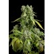 Blue Cheese Auto
