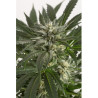 Blue Critical Auto de Dinafem Seeds