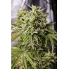 Bubba Kush Auto