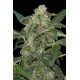 Haze 2.0 Auto