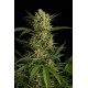 Semillas Original Amnesia Auto