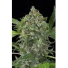White Cheese Auto