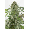 White Widow Auto autoflorecientes de Dinafem Seeds