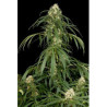 Super Silver (3 semillas) feminizadas de Dinafem Seeds en...