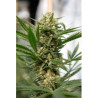 Sweet Deep Grapefruit (3 semillas) feminizadas de Dinafem Seeds en...