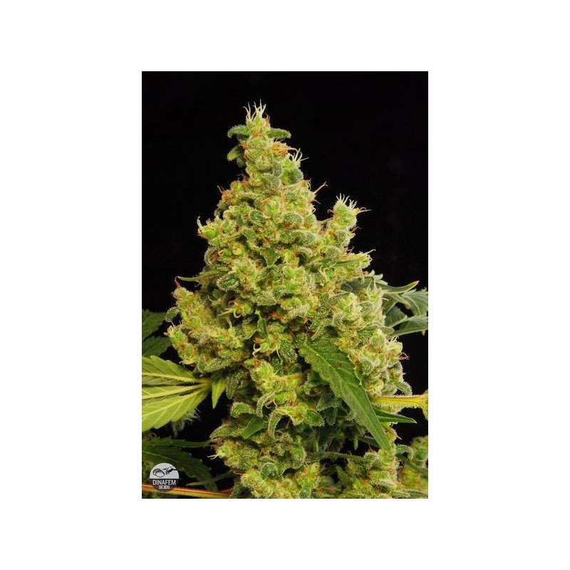 Semillas de marihuana Blue Hash