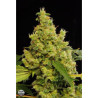Blue Hash (3 semillas) feminizadas de Dinafem Seeds