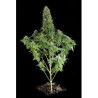 White Siberian (3 semillas) feminizadas de Dinafem Seeds en...