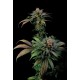 Semillas de marihuana Blue Widow