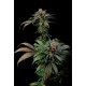 Semillas de marihuana Blue Widow