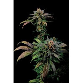 Semillas de marihuana Blue Widow