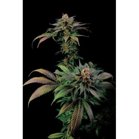 Semillas de marihuana Blue Widow