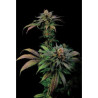 Blue Widow feminizadas de Dinafem Seeds