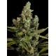 Semillas Cheese de Dinafem Seeds