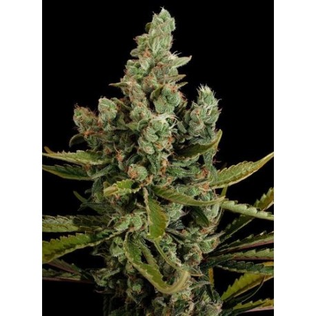 Semillas Cheese de Dinafem Seeds