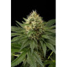 Dinachem (3 semillas) feminizadas de Dinafem Seeds