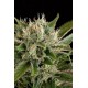 Semillas feminizadas Blue Cheese