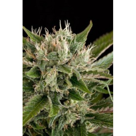 Semillas feminizadas Blue Cheese