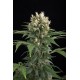 Semillas Blue Thai de Dinafem Seeds