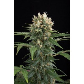 Semillas Blue Thai de Dinafem Seeds