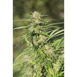 Semillas Critical Kush de Dinafem