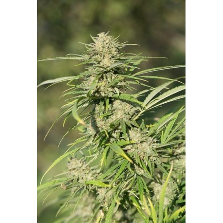 Semillas Critical Kush de Dinafem