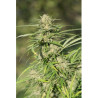 Critical Kush (3 semillas) feminizadas de Dinafem Seeds