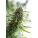 Smillas Critical Mass CBD de Dinafem