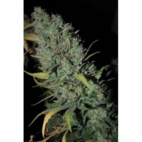 Strawberry Amnesia (3 semillas)