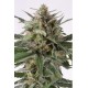 Semillas de maria Critical + Auto