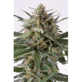 Semillas de maria Critical + Auto