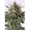 Critical + Auto