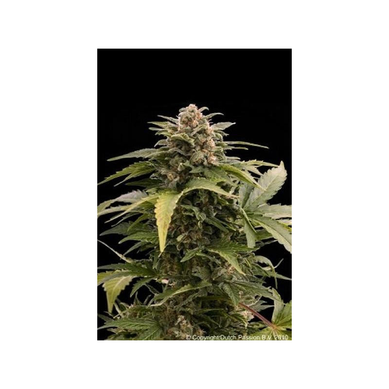 Taiga 2 autofloreciente de Dutch Passion