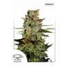 Auto Blueberry