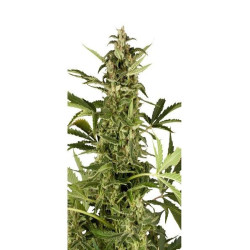 PolarLigth 2 (3 semillas) autoflorecientes de Dutch Passion